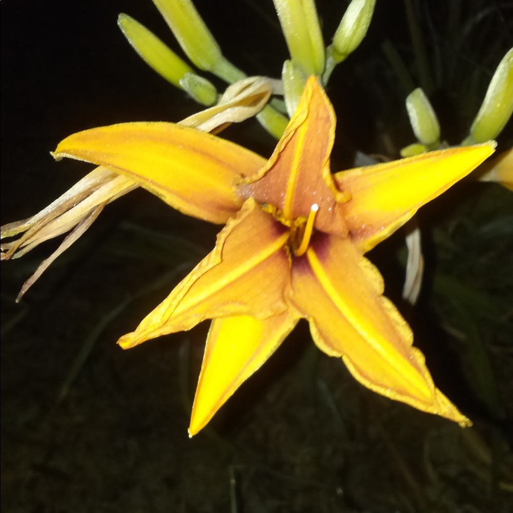 Meet your Posher, Melissa